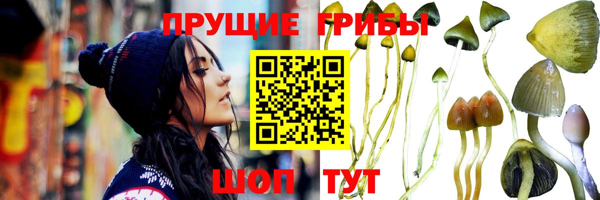 Псилоцибиновые грибы Psilocybine cubensis  Вход с VPN  Отрадный  Галлюциногенные грибы мухоморы 